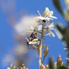 Apocrita (suborder) at Deakin, ACT - 12 Feb 2023