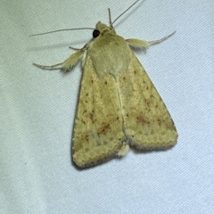 Helicoverpa (genus) (A bollworm) at Jerrabomberra, NSW - 13 Feb 2023 by SteveBorkowskis