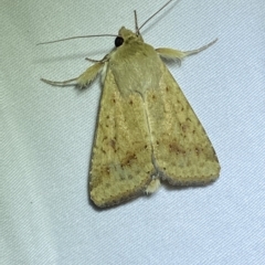 Helicoverpa (genus) (A bollworm) at Jerrabomberra, NSW - 13 Feb 2023 by Steve_Bok