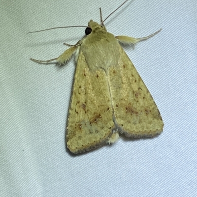 Helicoverpa (genus) (A bollworm) at Jerrabomberra, NSW - 13 Feb 2023 by SteveBorkowskis
