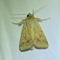 Helicoverpa (genus) at Jerrabomberra, NSW - 13 Feb 2023