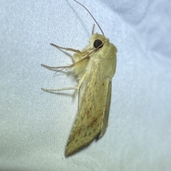 Helicoverpa (genus) at Jerrabomberra, NSW - 13 Feb 2023