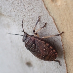 Platycoris rotundatus at Murrumbateman, NSW - 13 Feb 2023