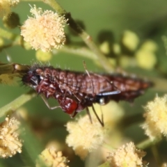 Iridomyrmex purpureus (Meat Ant) at Hughes, ACT - 12 Feb 2023 by LisaH