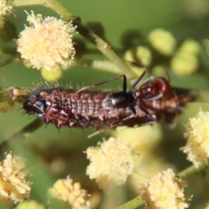 Iridomyrmex purpureus at Hughes, ACT - 12 Feb 2023 12:38 PM