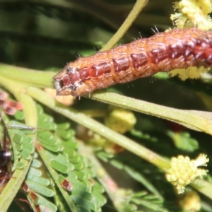 Iridomyrmex purpureus at Hughes, ACT - 12 Feb 2023