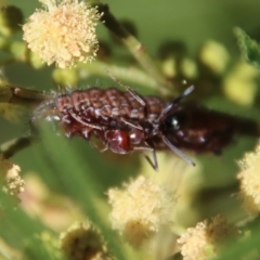 Iridomyrmex purpureus at Hughes, ACT - 12 Feb 2023 12:38 PM