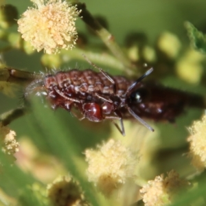 Iridomyrmex purpureus at Hughes, ACT - 12 Feb 2023 12:38 PM