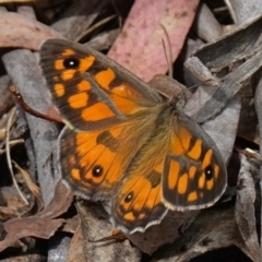 Geitoneura klugii (Marbled Xenica) at Cotter River, ACT - 7 Feb 2023 by RobG1