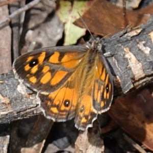 Geitoneura klugii at Cotter River, ACT - suppressed