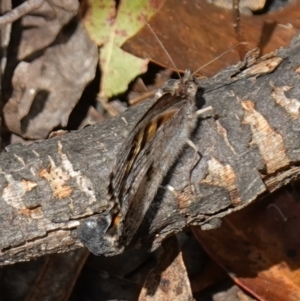 Geitoneura klugii at Cotter River, ACT - suppressed