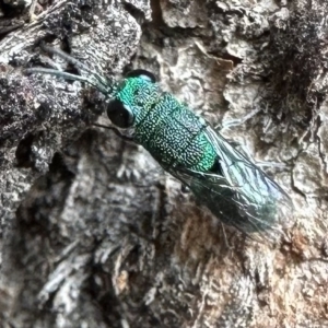 Primeuchroeus sp. (genus) at Campbell, ACT - 13 Feb 2023 04:51 PM