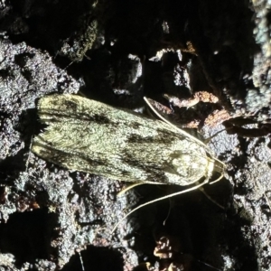 Barea basigramma at Ainslie, ACT - 10 Feb 2023