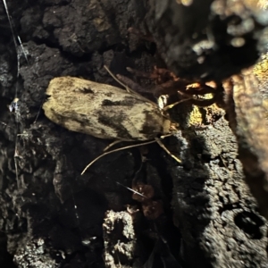 Barea basigramma at Ainslie, ACT - 10 Feb 2023 08:32 PM