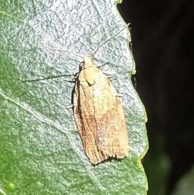 Epiphyas postvittana (Light Brown Apple Moth) at Corroboree Park - 10 Feb 2023 by Pirom