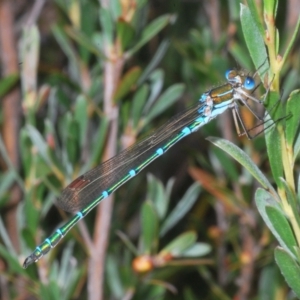 Austrolestes cingulatus at Nimmo, NSW - 8 Feb 2023 11:17 AM