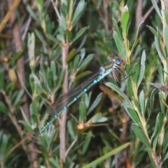 Austrolestes cingulatus at Nimmo, NSW - 8 Feb 2023