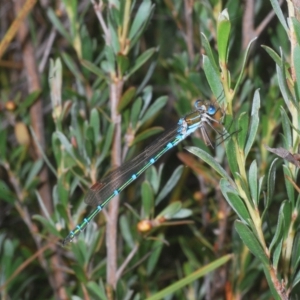 Austrolestes cingulatus at Nimmo, NSW - 8 Feb 2023