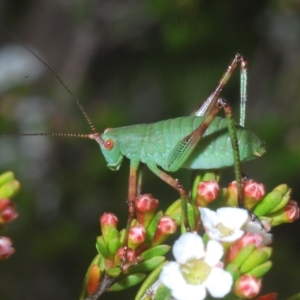 Caedicia simplex at Wilsons Valley, NSW - 8 Feb 2023