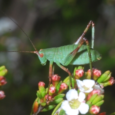 Caedicia simplex (Common Garden Katydid) at Wilsons Valley, NSW - 8 Feb 2023 by Harrisi