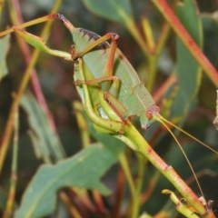 Caedicia simplex (Common Garden Katydid) at Wilsons Valley, NSW - 8 Feb 2023 by Harrisi