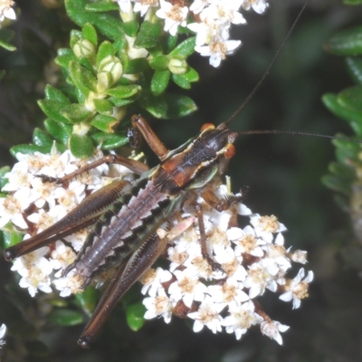 Austrodectes monticolus (Australian shield-back katydid) at Smiggin Holes, NSW - 8 Feb 2023 by Harrisi