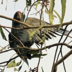 Callocephalon fimbriatum (Gang-gang Cockatoo) at Yackandandah, VIC - 12 Feb 2023 by KylieWaldon