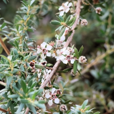 Leptospermum grandifolium (Woolly Teatree, Mountain Tea-tree) at Yackandandah, VIC - 12 Feb 2023 by KylieWaldon