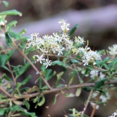 Bursaria spinosa at Yackandandah, VIC - 13 Feb 2023 08:43 AM