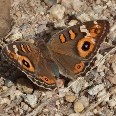 Junonia villida (Meadow Argus) at Yackandandah, VIC - 12 Feb 2023 by KylieWaldon