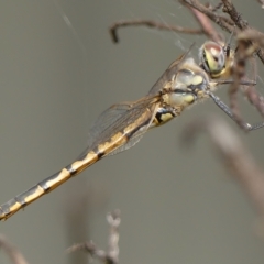 Hemicordulia tau (Tau Emerald) at Braemar, NSW - 23 Jan 2023 by Curiosity