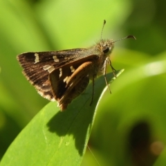 Dispar compacta (Barred Skipper) at Braemar, NSW - 6 Feb 2023 by Curiosity