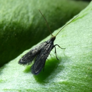 Scythrididae (family) at Charleys Forest, NSW - 13 Feb 2023