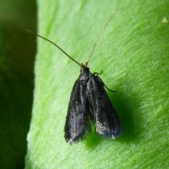 Scythrididae (family) at Charleys Forest, NSW - 13 Feb 2023