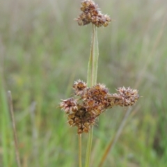 Luzula densiflora (Dense Wood-rush) at Boorowa, NSW - 23 Oct 2022 by MichaelBedingfield