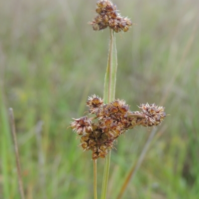 Luzula densiflora (Dense Wood-rush) at Boorowa, NSW - 23 Oct 2022 by MichaelBedingfield