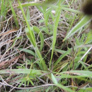 Luzula densiflora at Boorowa, NSW - 23 Oct 2022