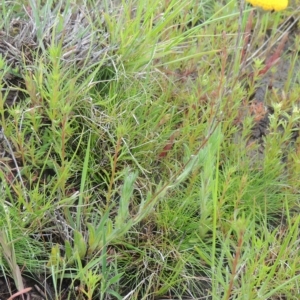 Leptorhynchos squamatus at Boorowa, NSW - 23 Oct 2022