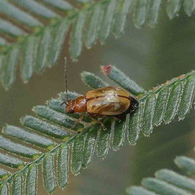 Galerucini sp. (tribe) (A galerucine leaf beetle) at O'Connor, ACT - 15 Jan 2023 by ConBoekel