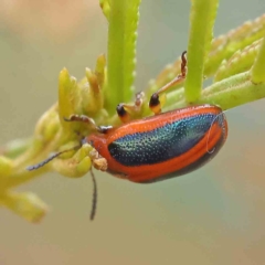 Calomela curtisi (Acacia leaf beetle) at O'Connor, ACT - 13 Jan 2023 by ConBoekel