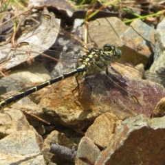 Austrogomphus guerini (Yellow-striped Hunter) at Paddys River, ACT - 4 Feb 2023 by Christine