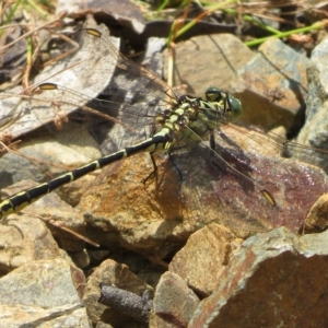 Austrogomphus guerini at Paddys River, ACT - 4 Feb 2023