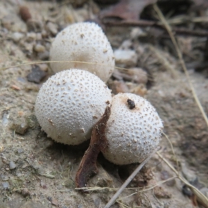 zz puffball at Paddys River, ACT - 4 Feb 2023 02:02 PM