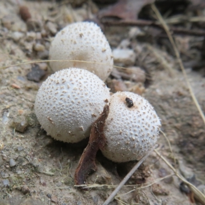 zz puffball at Paddys River, ACT - 4 Feb 2023 by Christine