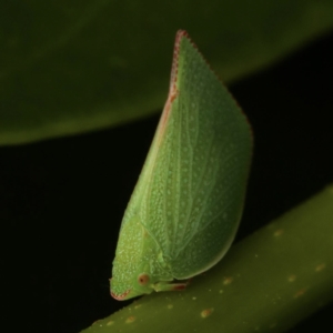 Siphanta acuta at Murrumbateman, NSW - 13 Feb 2023 12:36 PM