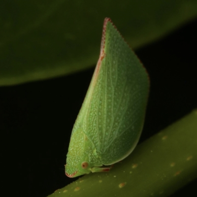 Siphanta acuta (Green planthopper, Torpedo bug) at Murrumbateman, NSW - 13 Feb 2023 by amiessmacro