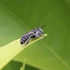 Megachile (Eutricharaea) sp. (genus & subgenus) (Leaf-cutter Bee) at Murrumbateman, NSW - 13 Feb 2023 by amiessmacro