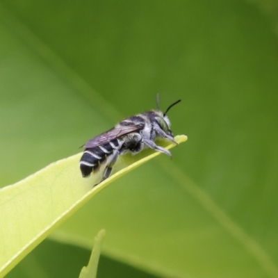 Megachile (Eutricharaea) sp. (genus & subgenus) (Leaf-cutter Bee) at Murrumbateman, NSW - 13 Feb 2023 by amiessmacro