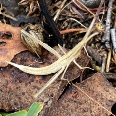 Acrida conica (Giant green slantface) at Googong, NSW - 13 Feb 2023 by Wandiyali