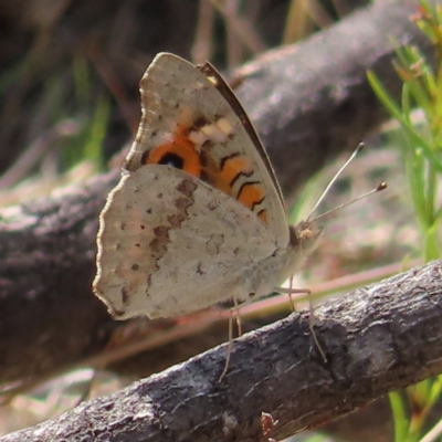 Junonia villida (Meadow Argus) at Fisher, ACT - 12 Feb 2023 by MatthewFrawley